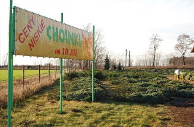 choinki podczas sprzedaży
